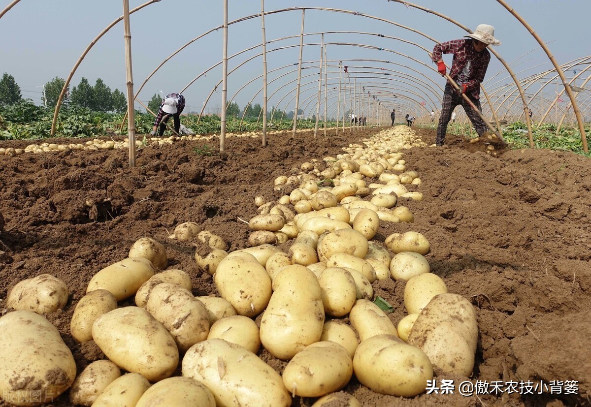 种土豆有绝招,种植土豆高产用什么肥