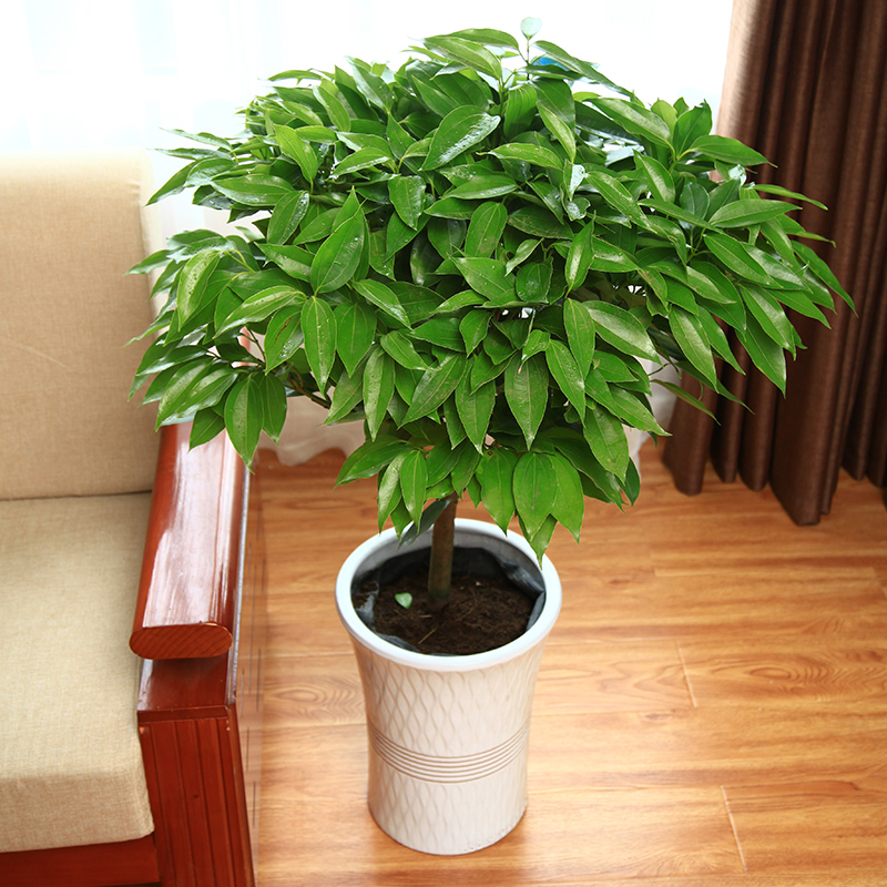 适合阳光暴晒的观叶绿植,适合室内养的高端观叶绿植