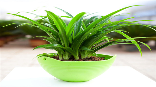 装修异味甲醛如何快速去除,如何去除店面装修异味