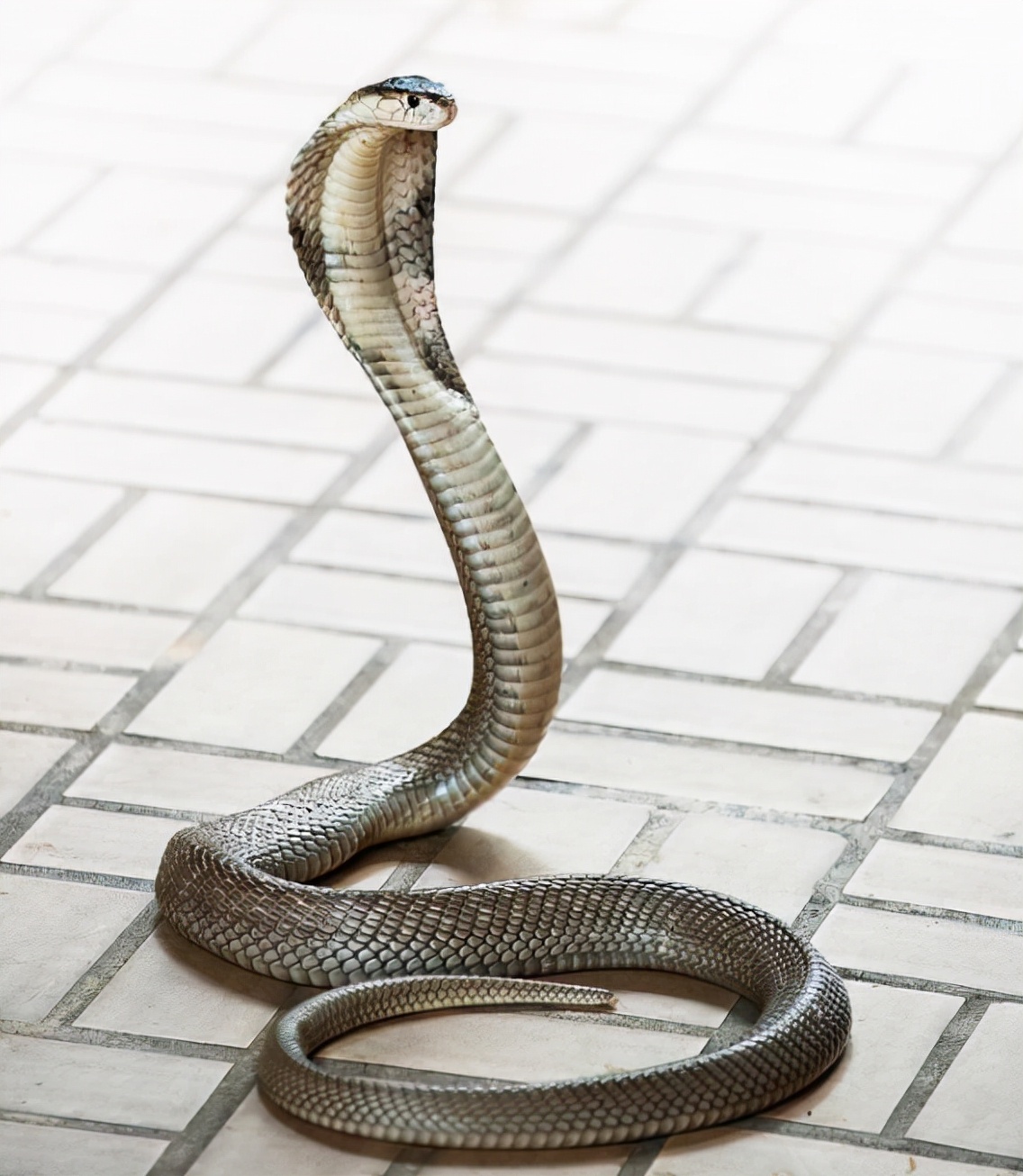 3米长眼镜王蛇爬进农户家中,2.4米眼镜王蛇闯入村民家纳凉