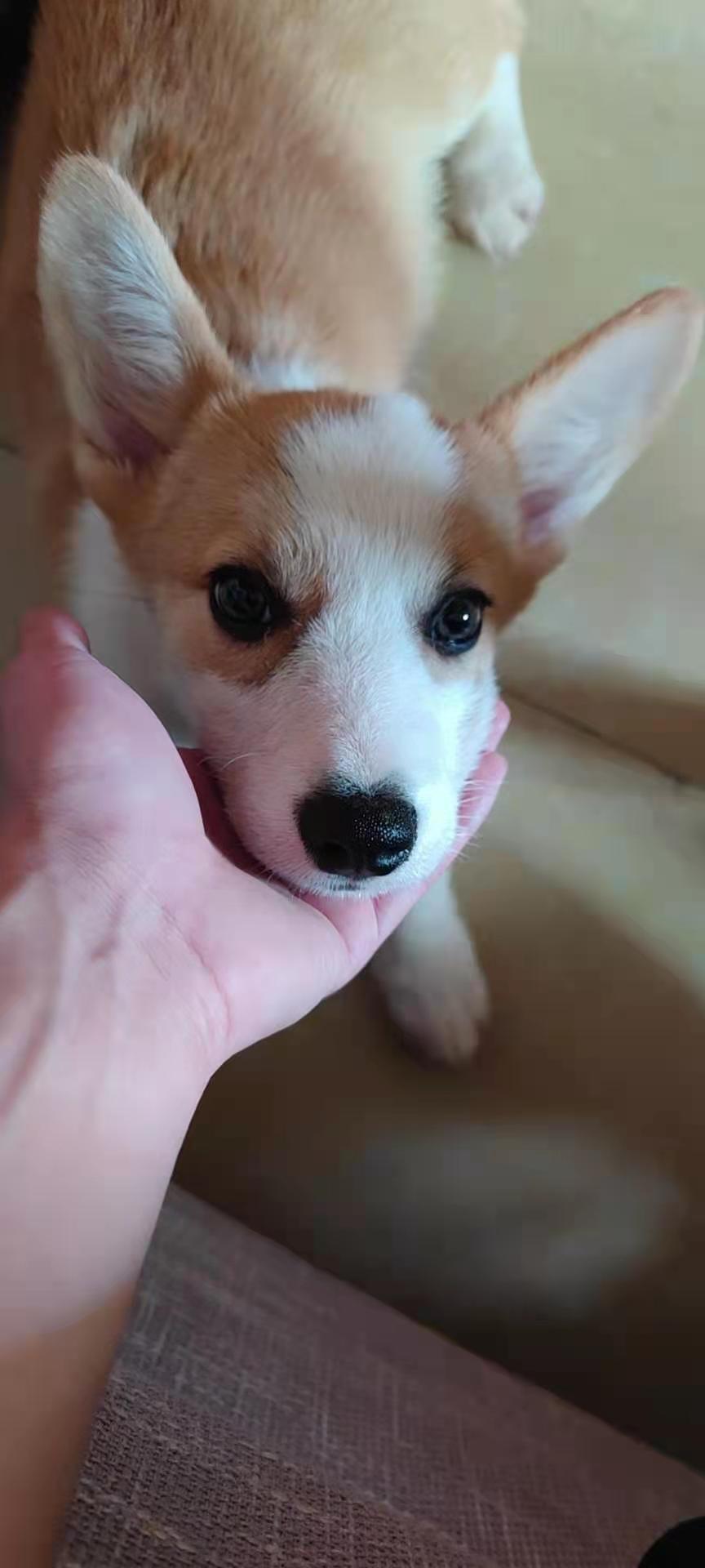 第一次养狗柯基,第一次养狗建议柯基还是比熊好