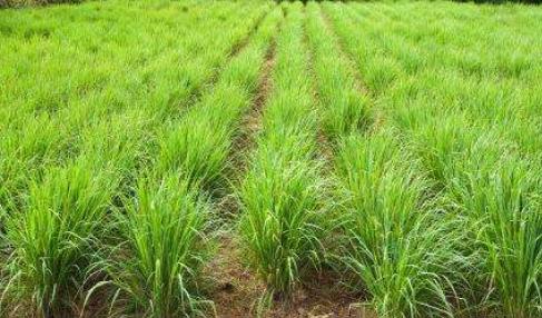 硫磺去头螨头屑止痒洗发水,油头头螨洗发水推荐