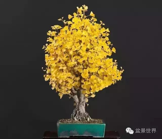 文人银杏树盆景造型参考图,银杏巨型老桩盆景