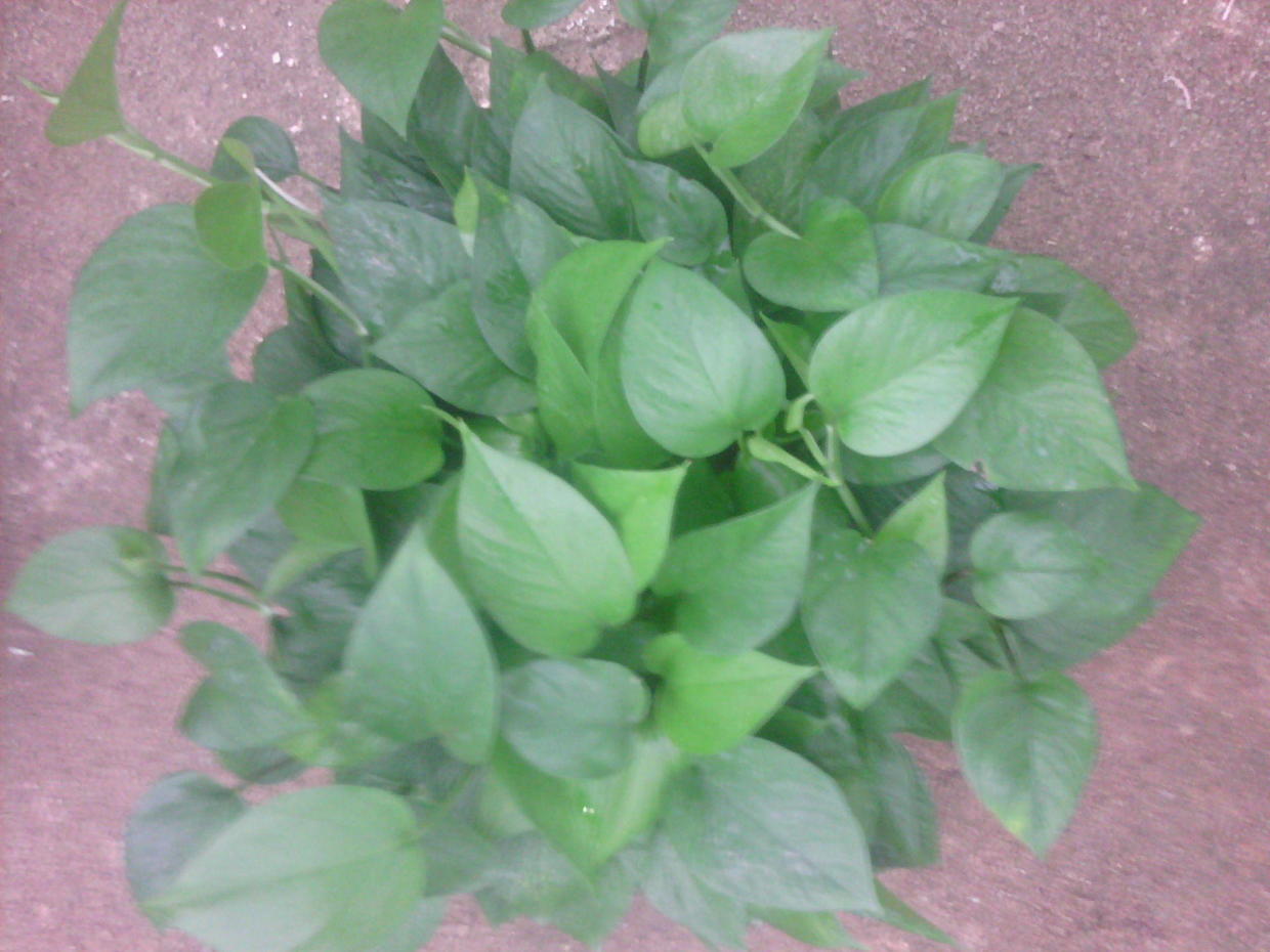 招财养什么绿植好养活呢,什么绿植好养又招财