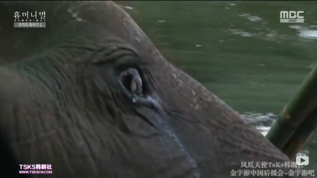 韩国寄生虫最新消息,寄生虫韩国结局