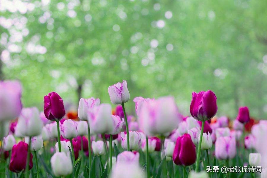 程颢最著名的哲理诗,程颢诗大全