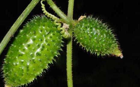 小时候农村常见的野果,小时候吃过的野果刺芽