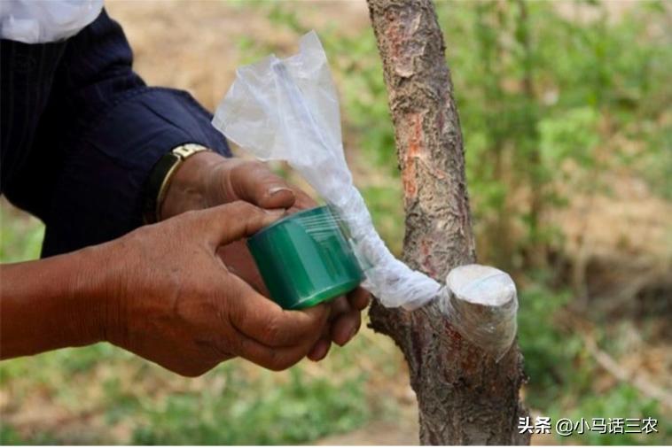 轻松掌握果树嫁接方法，让你也能成为嫁接高手