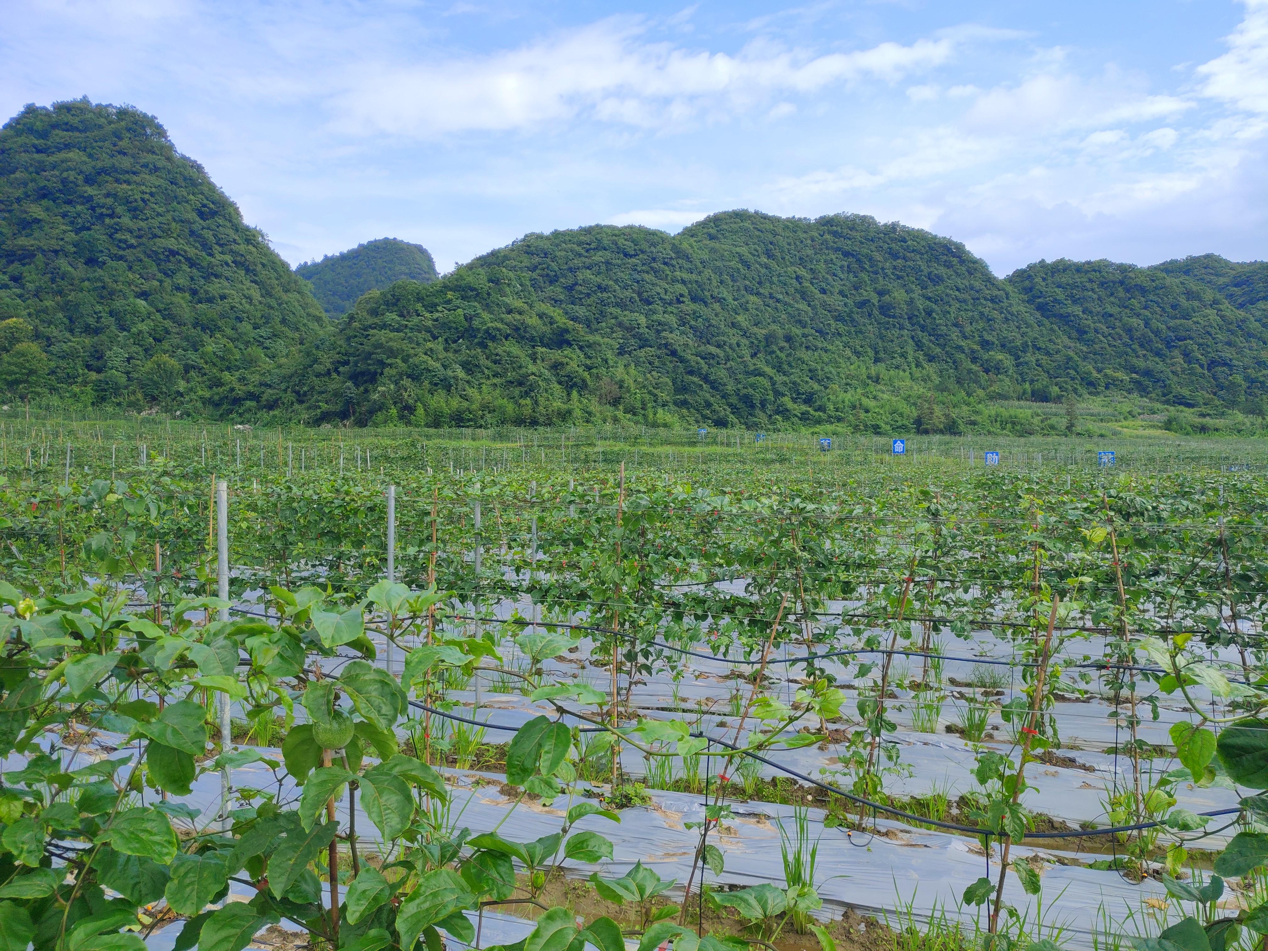 2018年农民的四大补贴,2022年农民补贴新政策出台