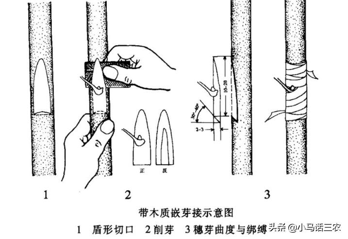 轻松掌握果树嫁接方法，让你也能成为嫁接高手