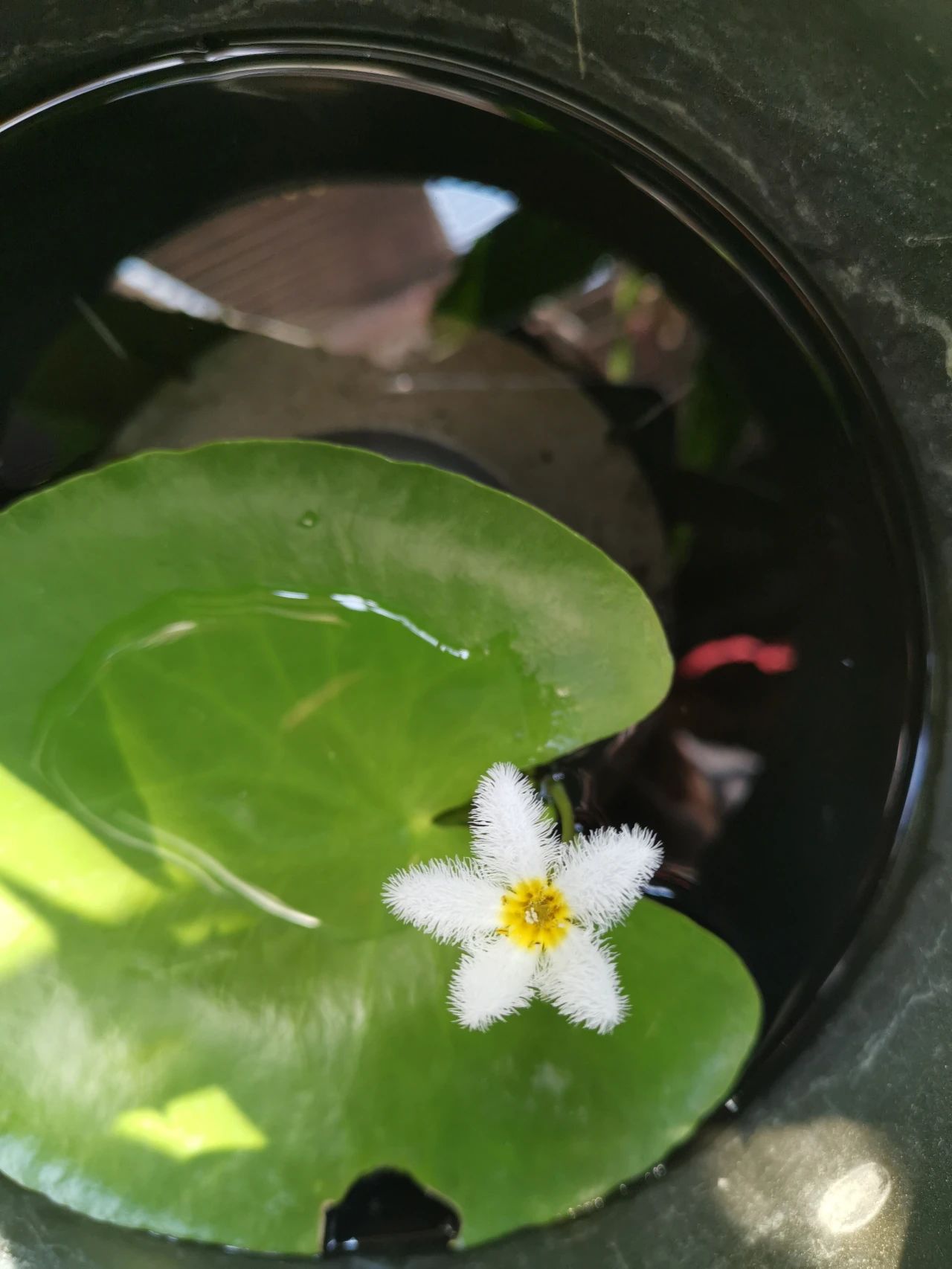 养花常用技巧和方法有哪些,怎么样才能掌握养花的技巧