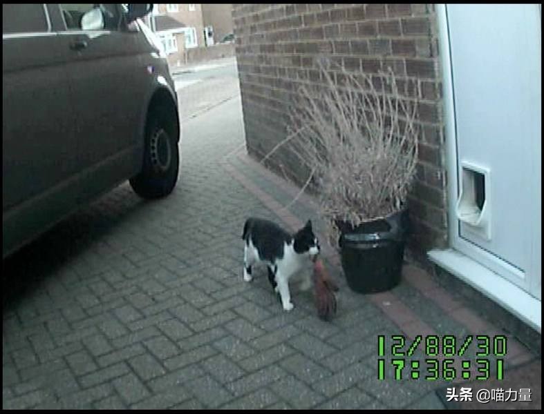 猫咪走丢找回来猫咪的心理,猫咪出走去找公猫还会回来吗