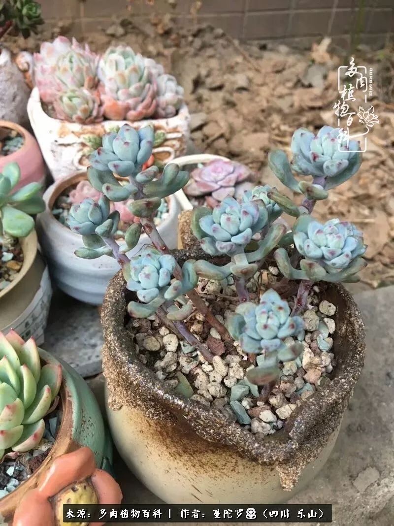 转角遇见多肉,遇见多肉治愈自己