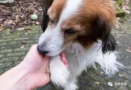 狗狗频繁舔地有什么办法,狗狗喜欢舔什么食物