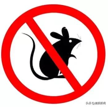 家里老鼠多有什么吓老鼠的神器,防止家里老鼠进屋