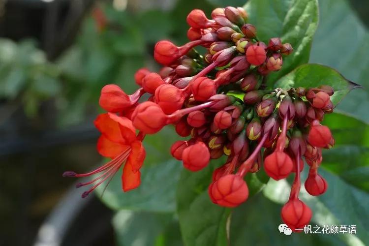 美丽赪桐(Clerodendrumspeciosissimum)