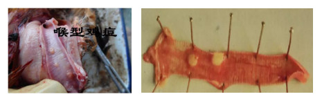 鸡痘的四种类型及防治措施,鸡痘预防用什么药预防