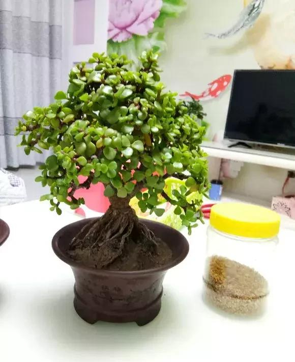 给人养殖什么花适合家养,什么花最好养又适合长期喝