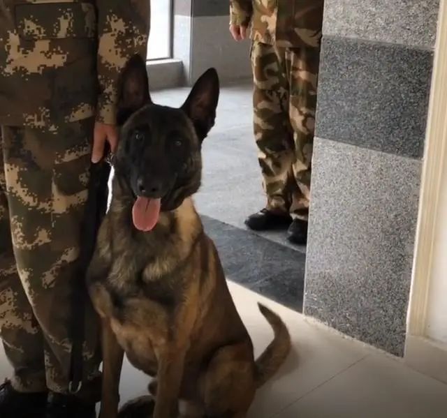 搜救犬排队打疫苗,狗子以为加鸡腿,见到医生后,狗子的反应亮了