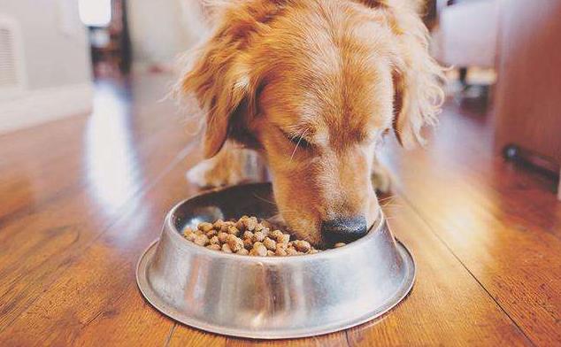 狗狗最喜欢玩的玩具是什么,狗狗必备的5种玩具