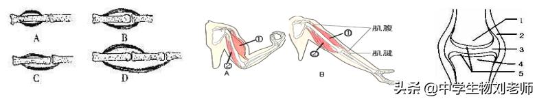 湘教版八年级上册生物知识点总结,八年级上册生物人教版知识点填空