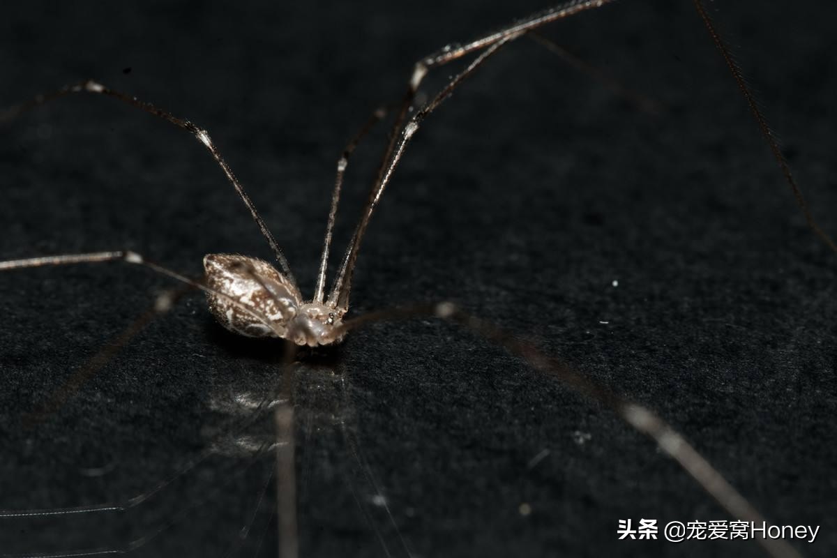 家里长腿蜘蛛多什么原因怎么处理,家里高脚蜘蛛怎么处理
