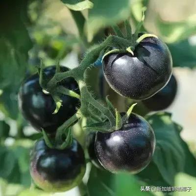 新加坡超市有卖中国的货吗,新加坡奇怪特产