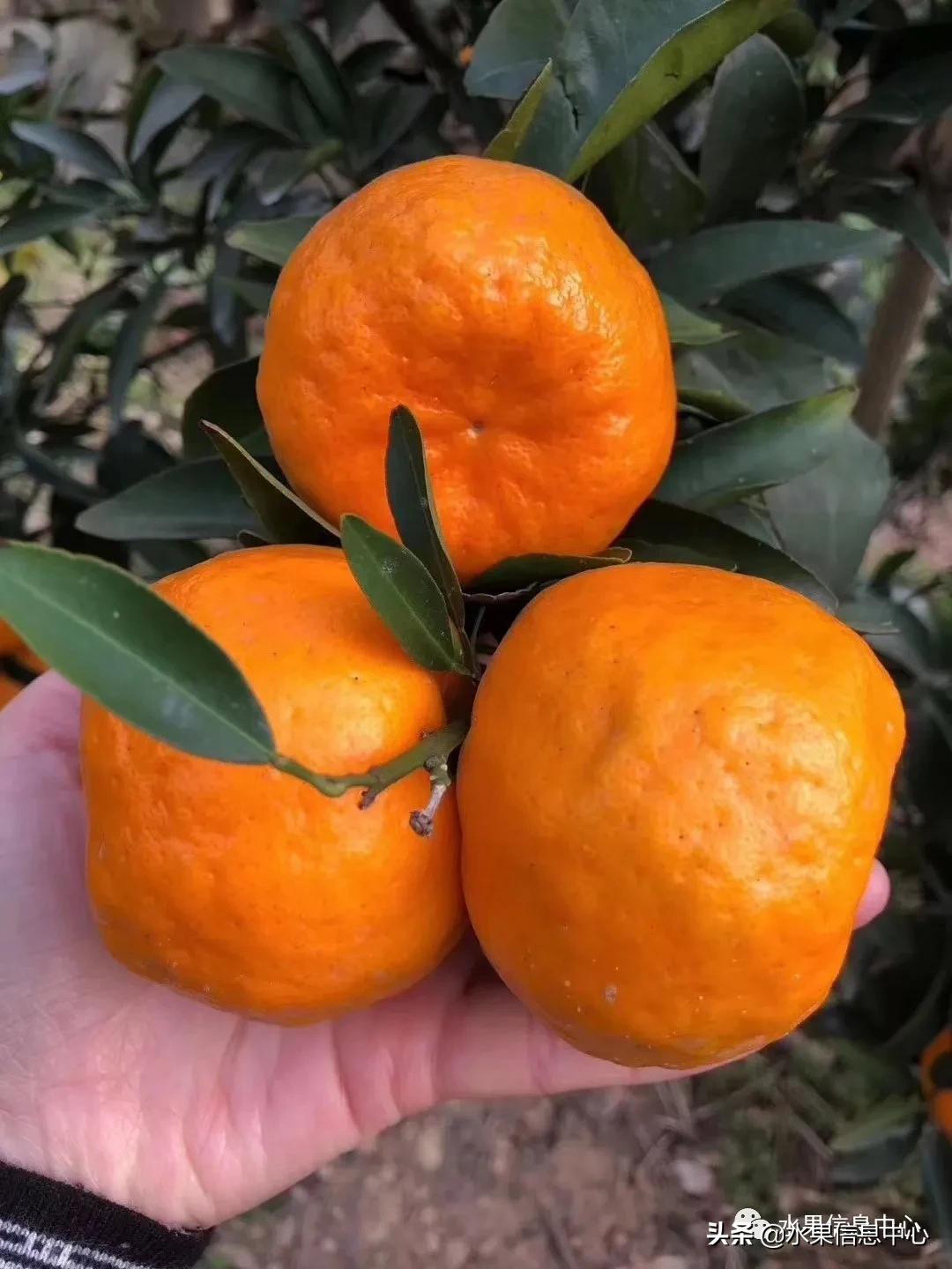 我国柑橘产区分布,柑橘产地行情