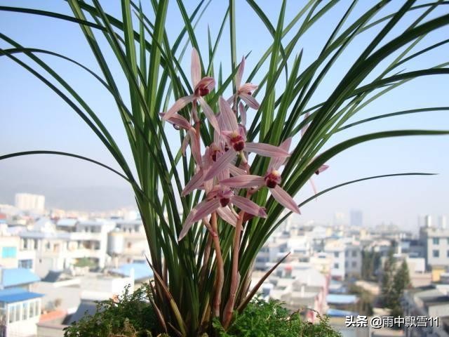 兰苗叶长黑斑原因,兰叶有黑斑是什么原因