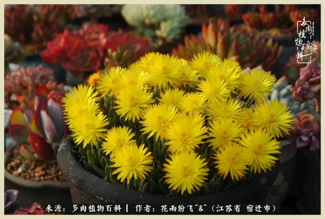 我家老臧：从反对到爱屋及乌的多肉守护人