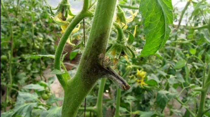 西红柿灰霉病可以用烟熏剂吗,大棚西红柿灰霉病几月份减轻