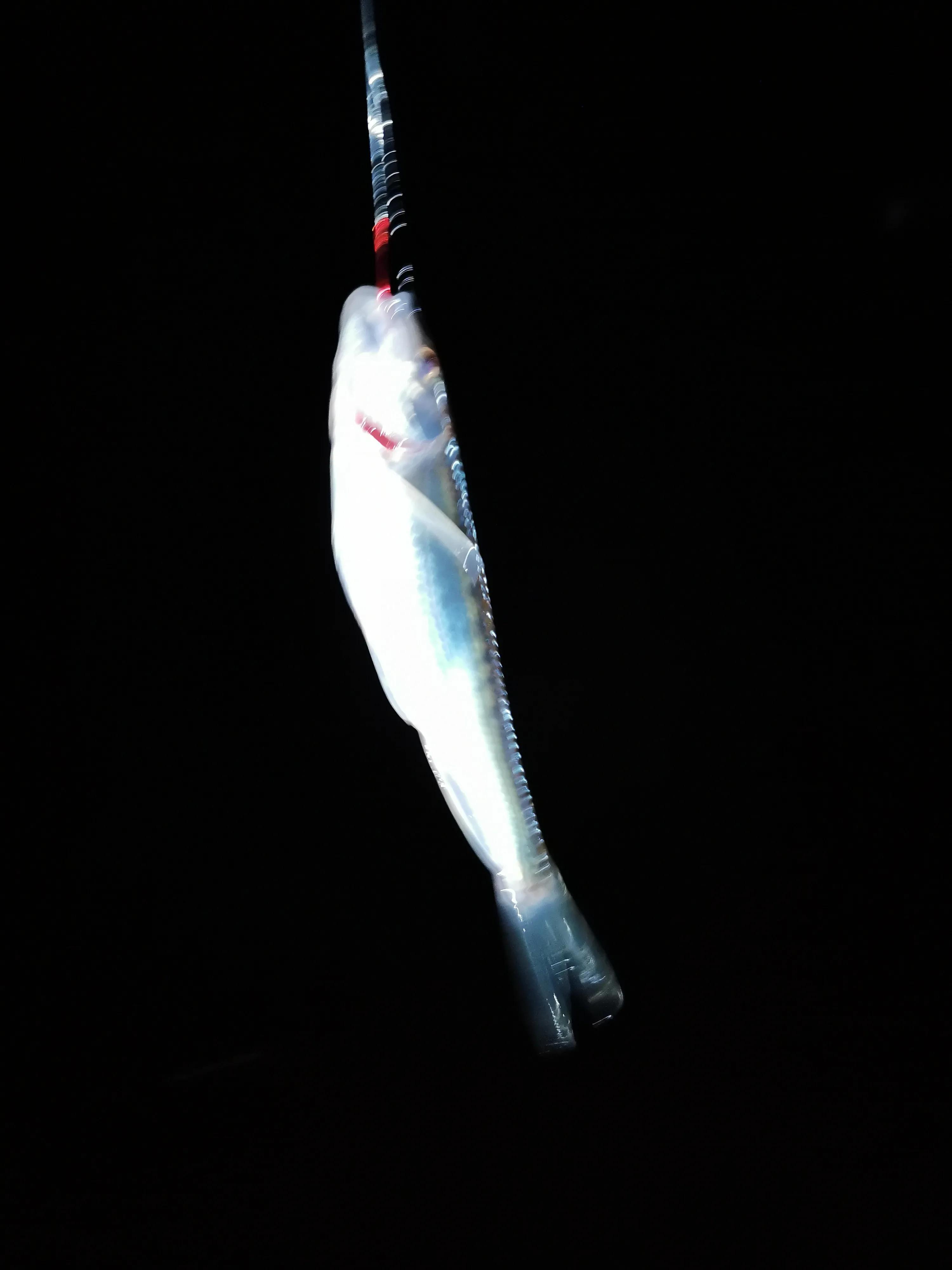 野河休闲钓，手杆绷尖钓法，岸边捡别人的麦子挂钩，最后鲫鱼连杆