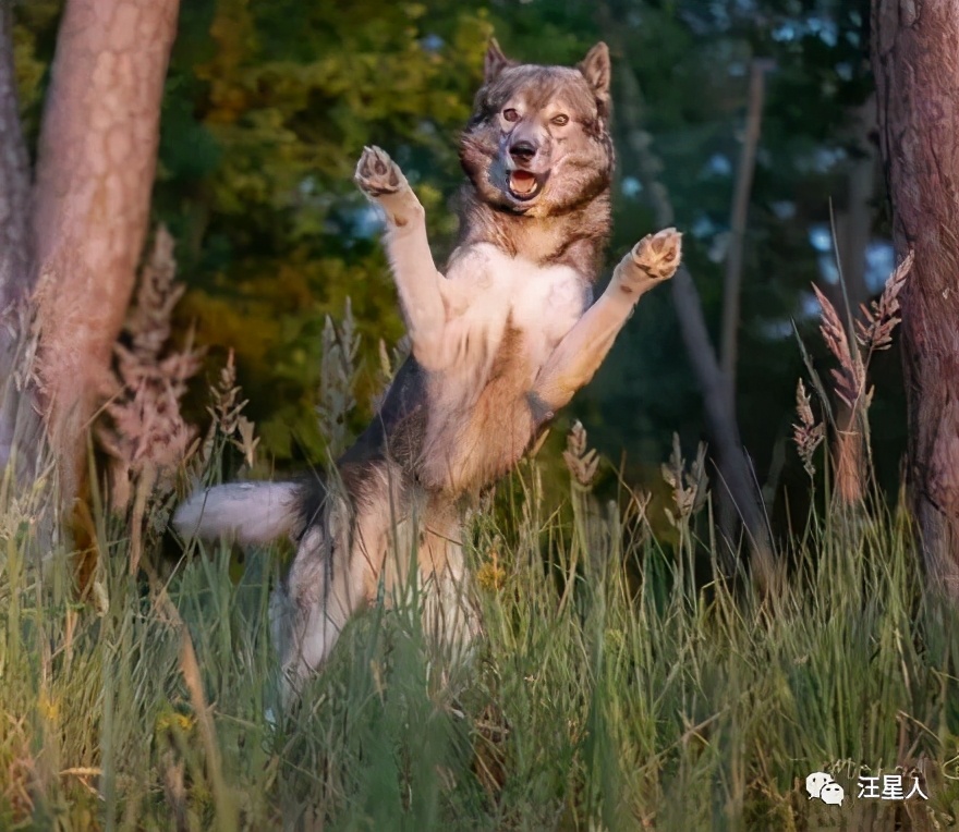 一只哈士奇都比人帅,一只哈士奇笑容跟我们人类一样