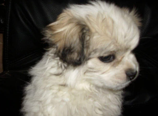 狗严重便秘拉不出屎怎么办,狗便秘最快的解决方法