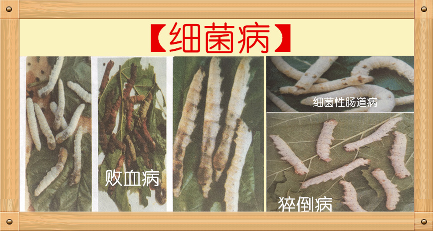 养蚕蚕虫病怎么治,养蚕病害