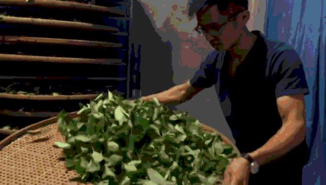 怎么区分青茶黄茶,茶分类黑白绿红