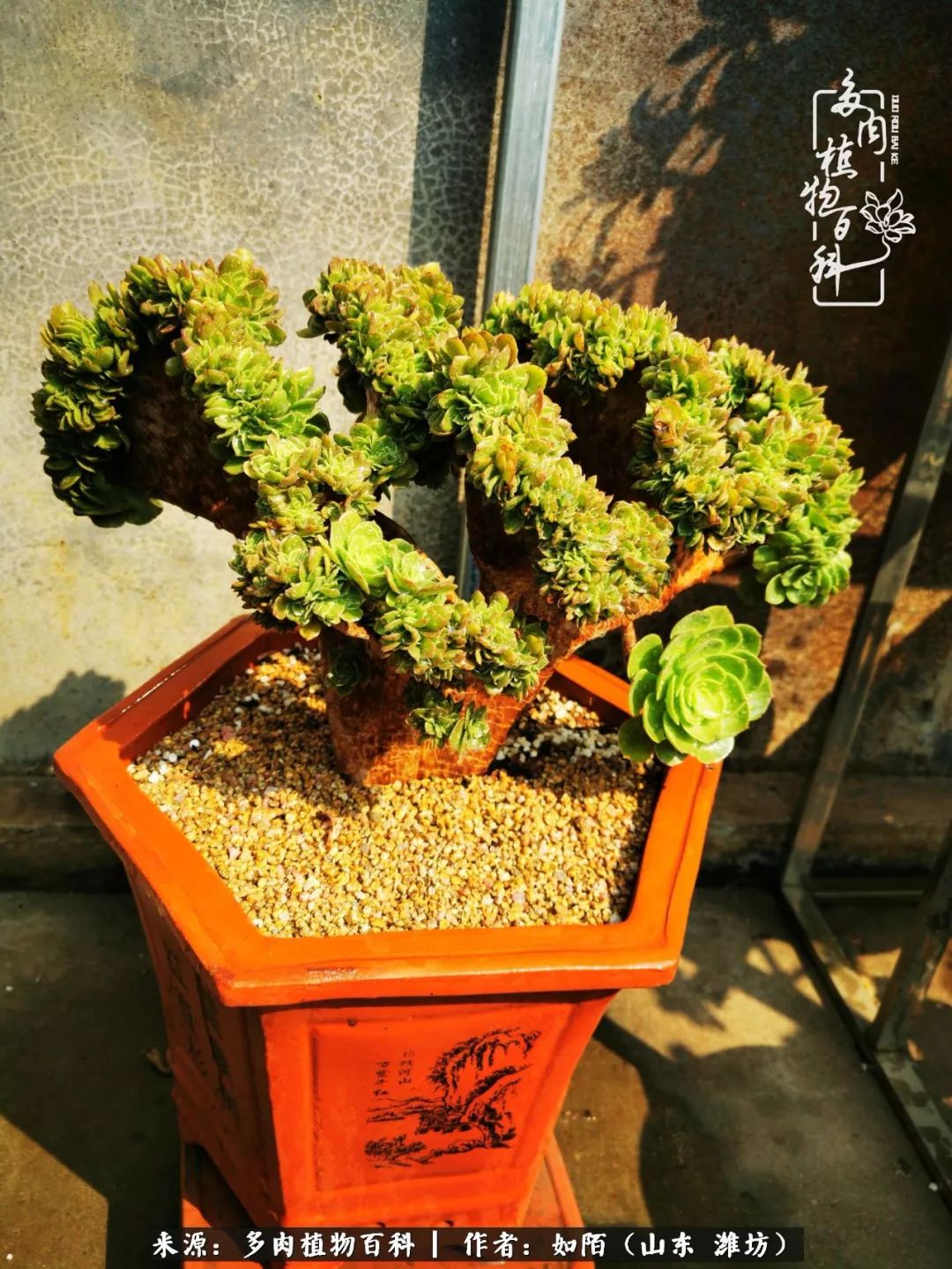 凤凰涅槃，浴火重生！多肉法师圣斗士们的秋天！（附养护经验）