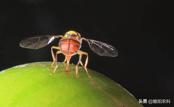 果农预防蜂虫方法,果农最怕什么农药呢