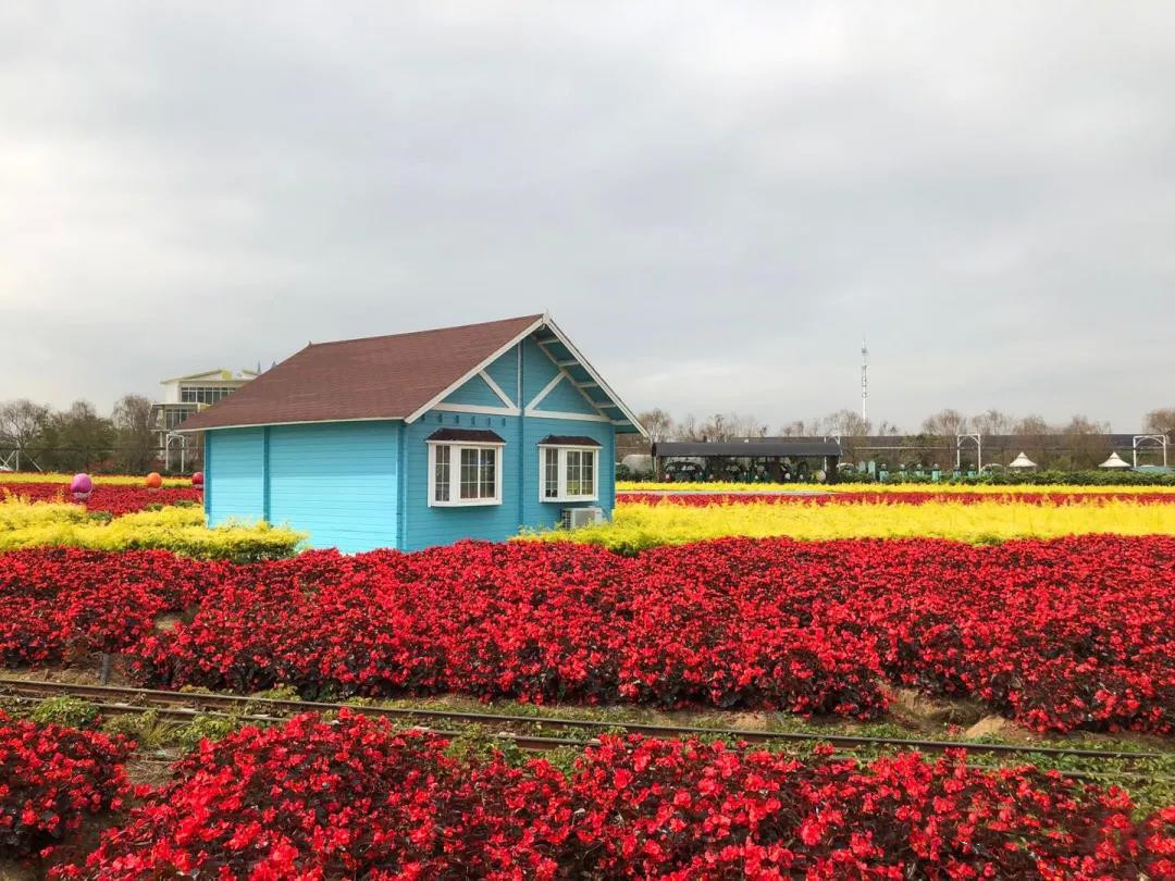 南沙百万葵园玩的景点推荐,广州南沙百万葵园