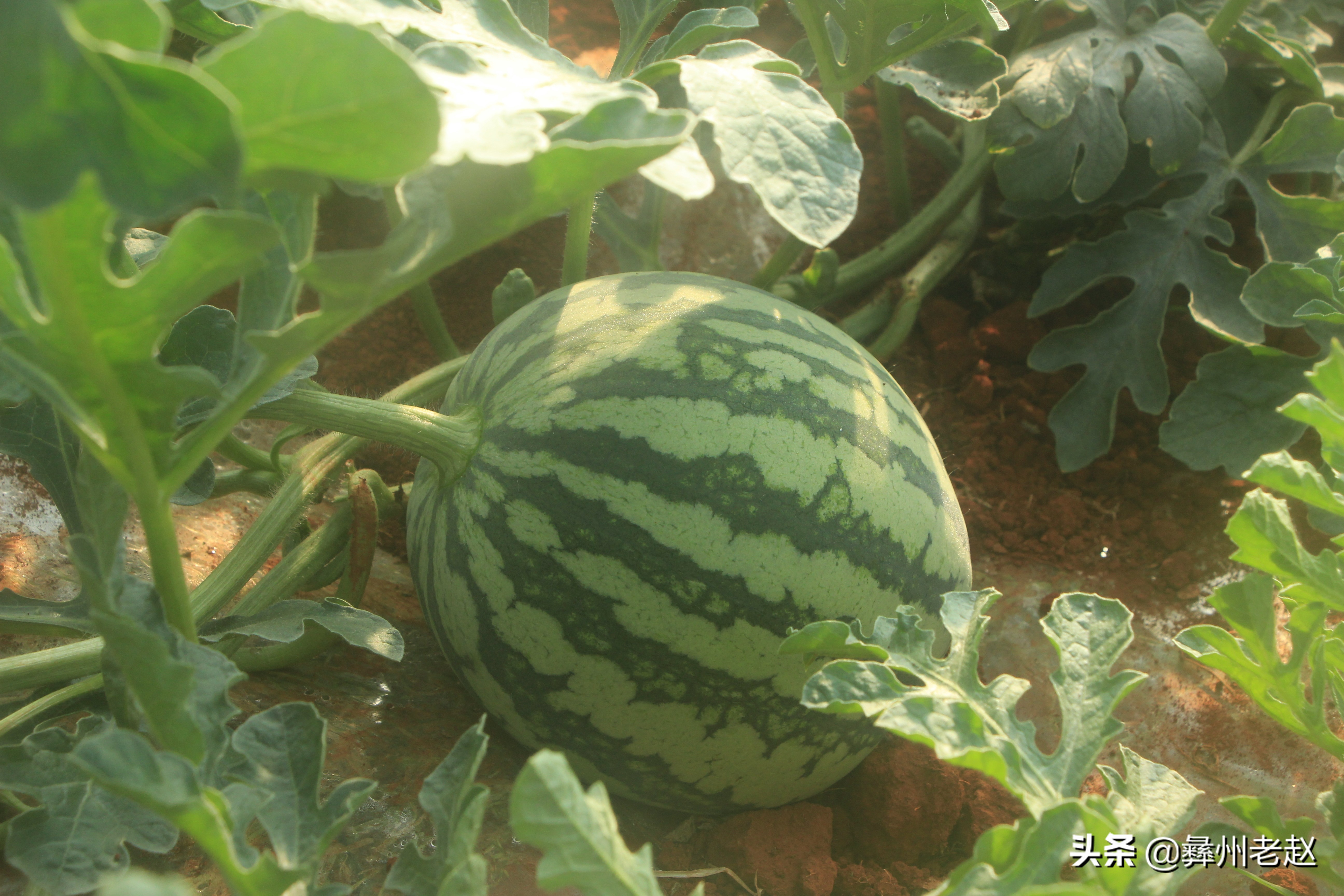 西瓜坐瓜后期管理,西瓜坐瓜期管理