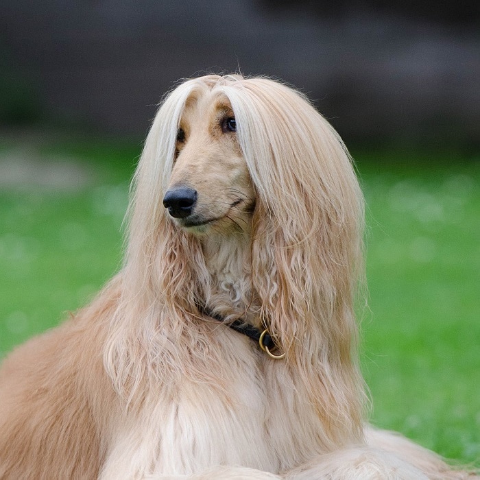 世界上最昂贵的10只狗,世界上最昂贵的狗品种