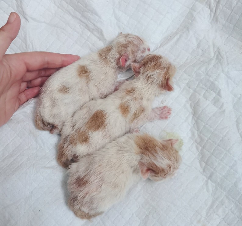 养猫踩坑,养猫踩哪些坑