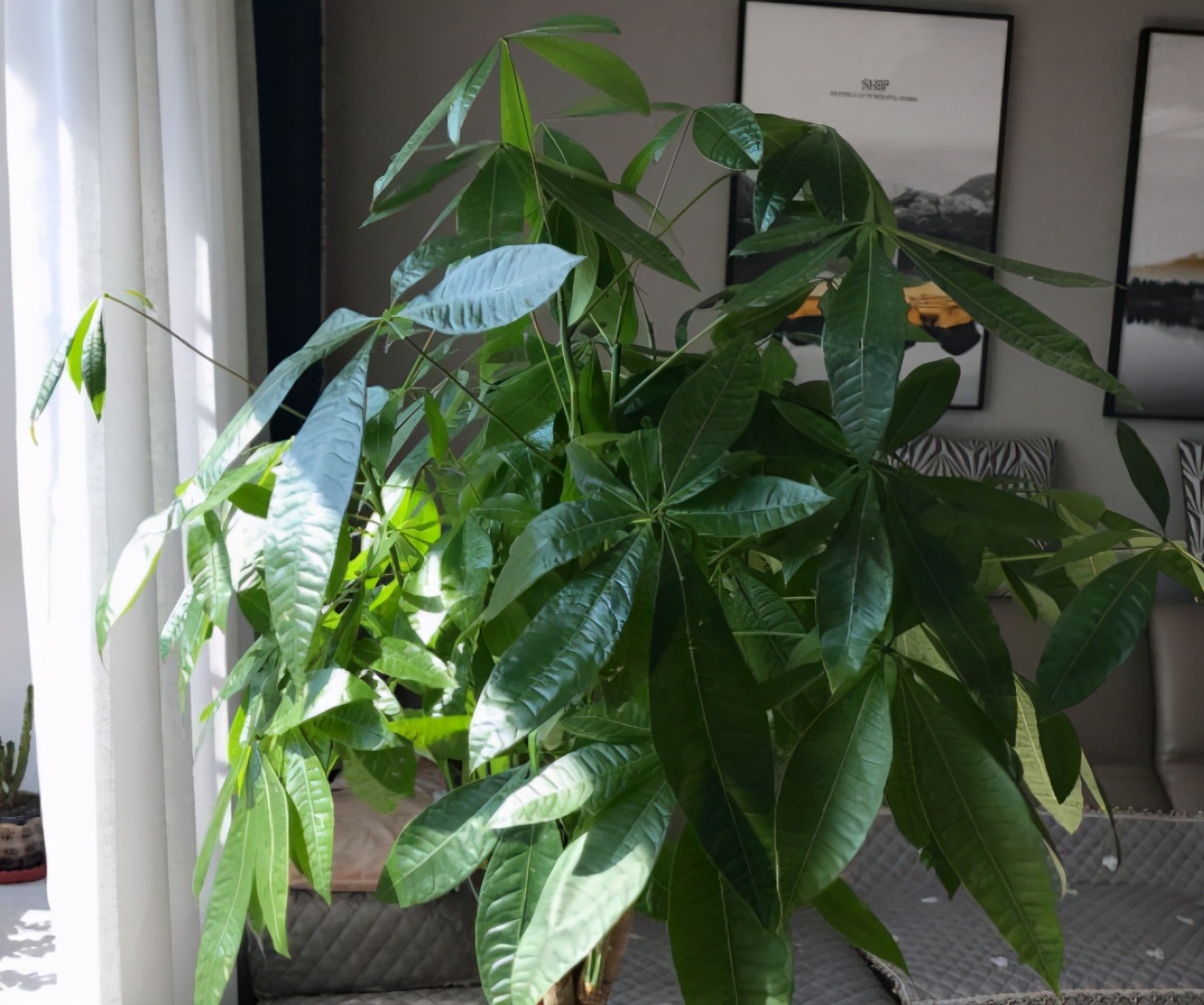 要想发财树长得旺应该怎么养,想让发财树长得快