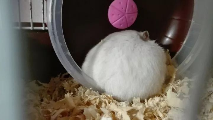 养仓鼠7天就死了,养仓鼠养到破产