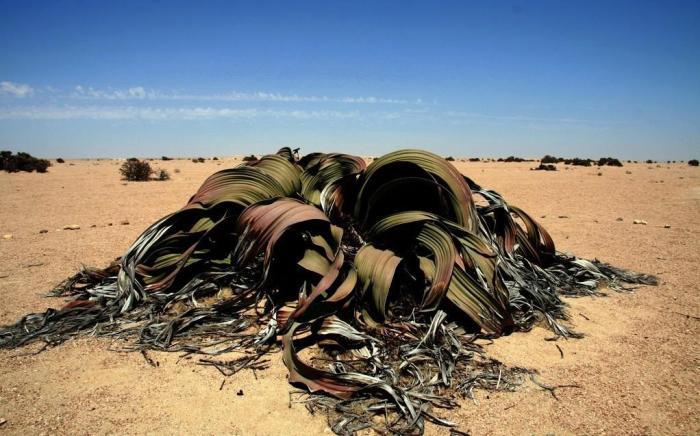 世界上10大最奇特的植物,世界上最奇特的植物叫什么名字