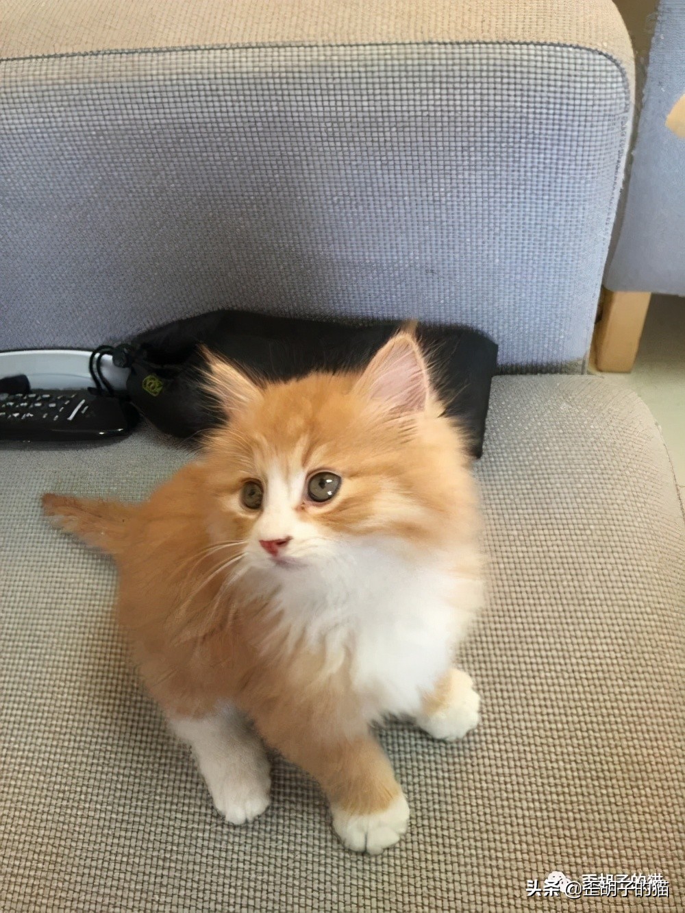 如何看出猫咪年龄有多大,如何判断猫咪的年龄