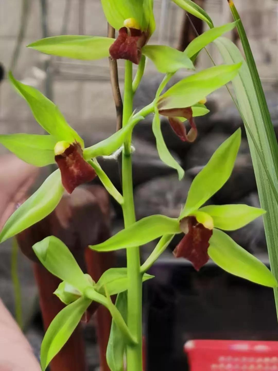 最贵的蕙兰多少钱一只,最便宜的蕙兰多少钱一株