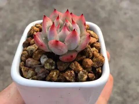 家里养的多肉长大了怎么办,家里的多肉土干的很快