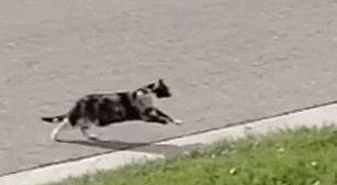 猫步怎么走八字步,猫步的基本动作图片