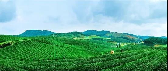 贵州绿茶哪个最好,贵州绿茶为什么干净